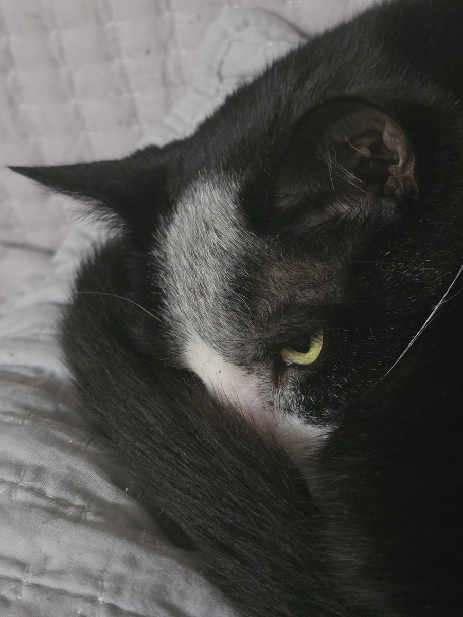 Butt_xox's tweet photo. My cat looking like the Fallen Angel painting might be my alltime favorite photo of her https://t.co/fGqzVHJaR0