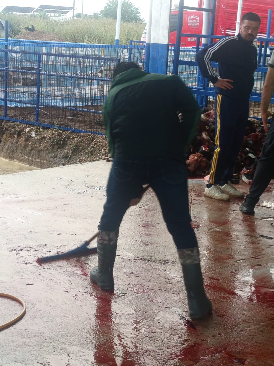 ErenKrl35's tweet photo. Ülkü Ocakları İzmir İl Başkanlığı olarak, Genel Merkezimiz ve Avrupa Türk Konfederasyonumuza bağışlanan kurbanları; İslami usullere uygun, hijyenik ve titizlikle  vekaleten keserek ihtiyaç sahibi vatandaşlarımıza ulaştırdiklari için başta https://t.co/7zrR4r8YJH