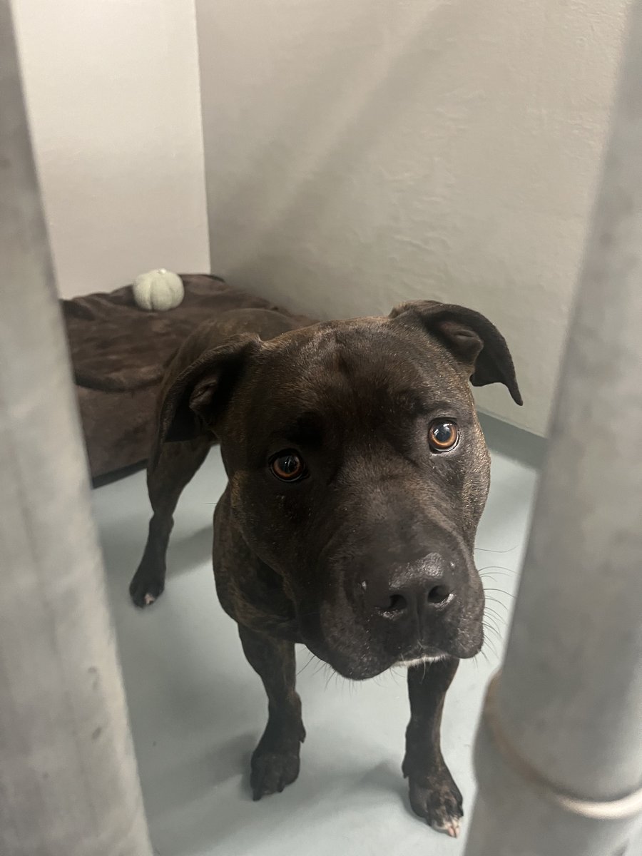 GuelphLostPets's tweet photo. SEEKING OWNER. Brindle American Bulldog mix male dog found on Conc Rd 4 in #Puslinch on May 27 &amp; taken to Cambridge &amp; District Humane Society. If he's yours or you have any info about him contact 519-623-7722 ext 223 or lostfound@animalservicescambridge.ca (INTAKE#: A35538) https://t.co/30wKx4zYNQ