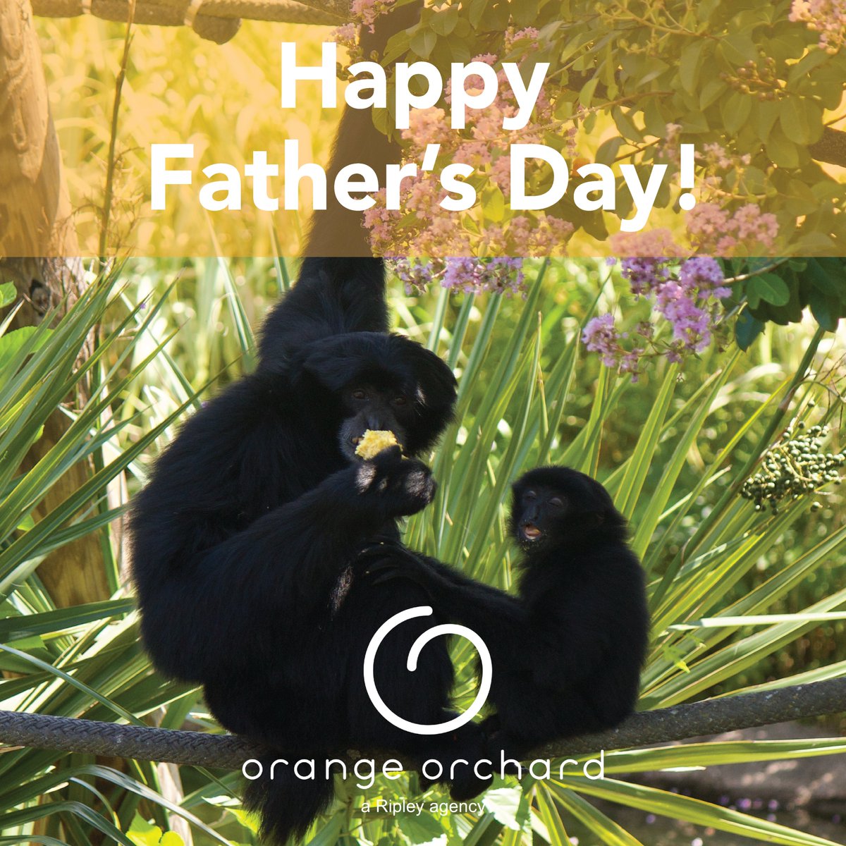 OrangeOrchardPR's tweet photo. Celebrating the fathers and father figures showing up with care and compassion every day.

Happy Father’s Day!

#fathersday #family #compassion https://t.co/gsm86aeLQm