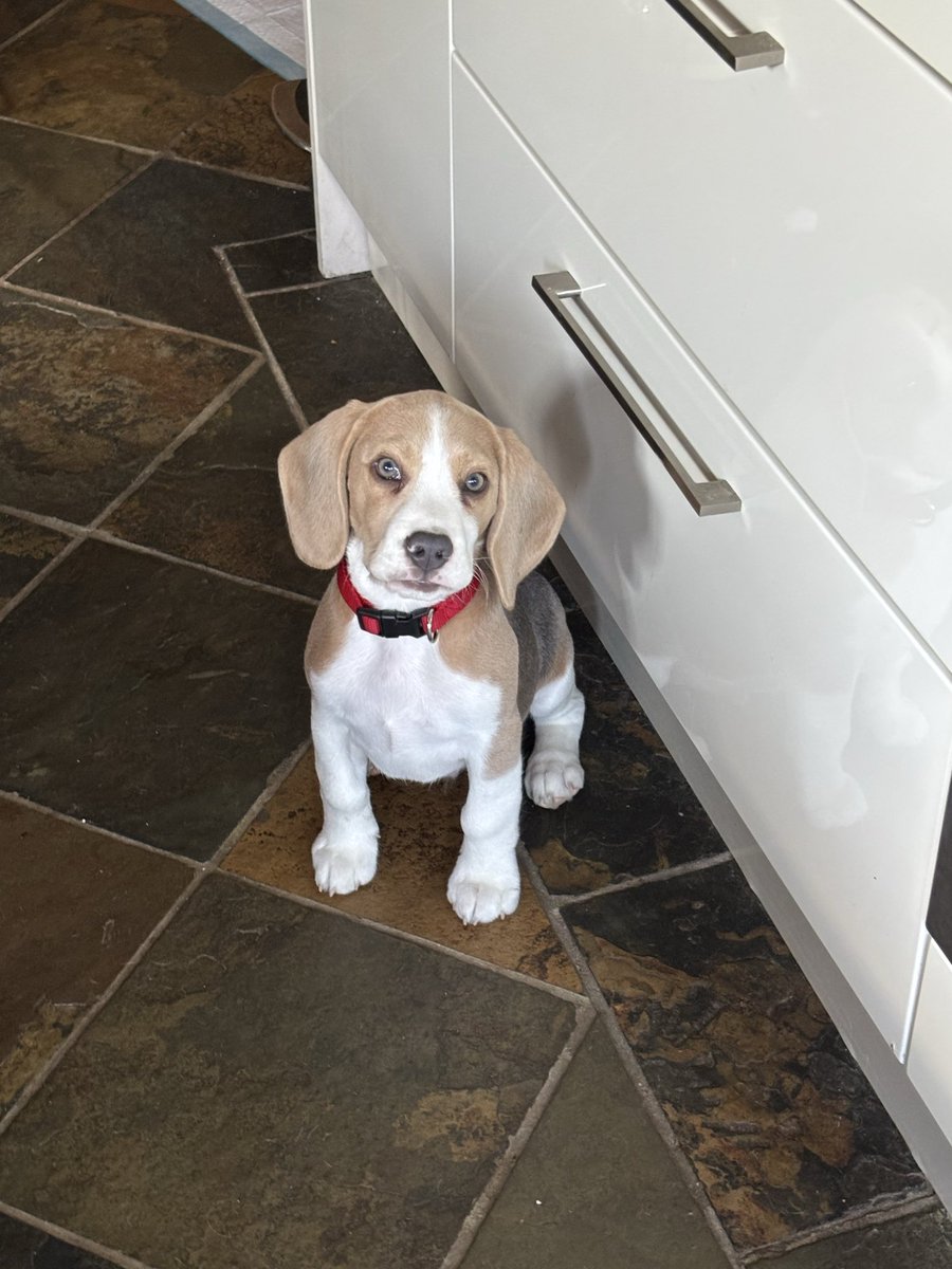 HugoBlueBeagle's tweet photo. The original pic without the zoom makes me look even more smol … 🥺❤️🐶 #smol #beaglepuppy https://t.co/8sDaawcvKZ