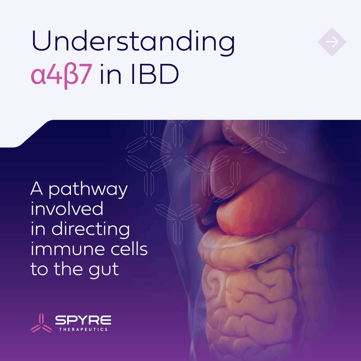 spyretx's tweet photo. α4β7 plays a key role in directing immune cells to the gut and contributing to inflammation in #IBD.

We are investigating SPY001, a long-acting antibody targeting α4β7, as monotherapy and combination therapy in our broader approach to redefine the SOC in IBD. https://t.co/JkxooouTtL