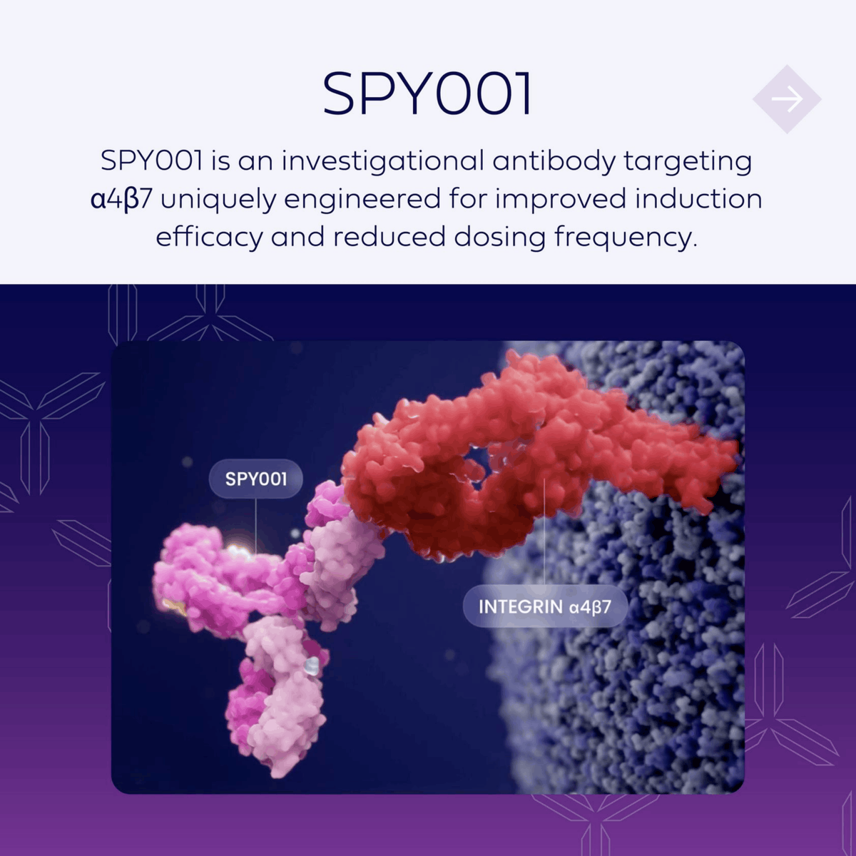spyretx's tweet photo. α4β7 plays a key role in directing immune cells to the gut and contributing to inflammation in #IBD.

We are investigating SPY001, a long-acting antibody targeting α4β7, as monotherapy and combination therapy in our broader approach to redefine the SOC in IBD. https://t.co/JkxooouTtL