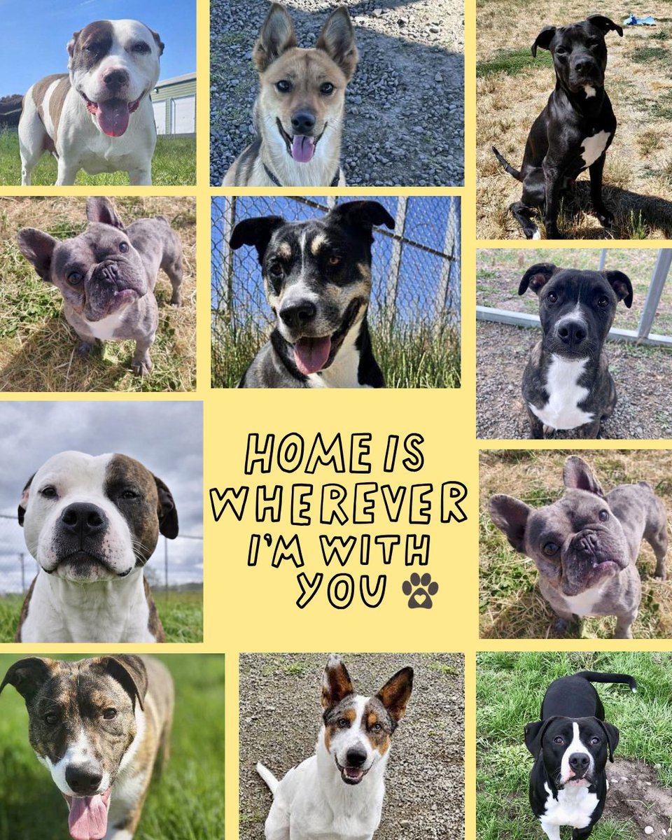 HB_PETS's tweet photo. ☀️The end of May means longer evenings, weekend adventures, and more time spent outside. Whether you’re looking for a hiking buddy, patio companion, road trip copilot, or professional couch snuggler, we may have your perfect match waiting for you.

🐶 https://t.co/Sv4rnRVjaY https://t.co/2GFRWd6pni