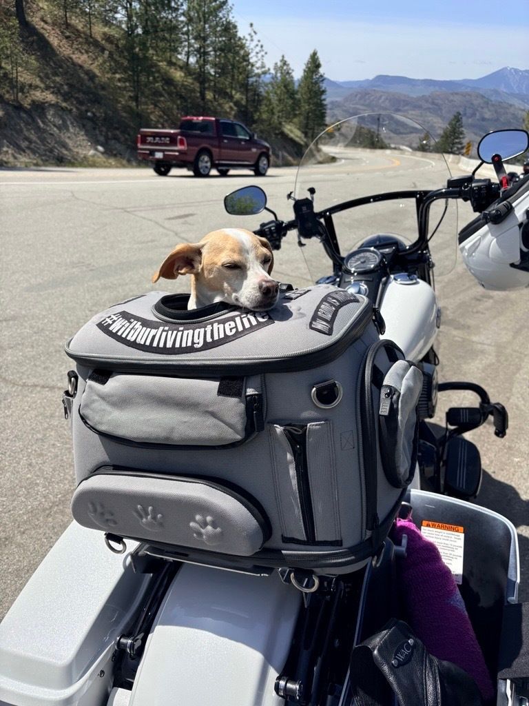 DonegalWilson's tweet photo. Motorcycle season is almost here, and my smallest co-pilot is ready. 🐾🏍️

As more riders get back on the roads, please look twice, give motorcycles space, and share the road. A little extra awareness can save a life. https://t.co/BvPtMnAyZk