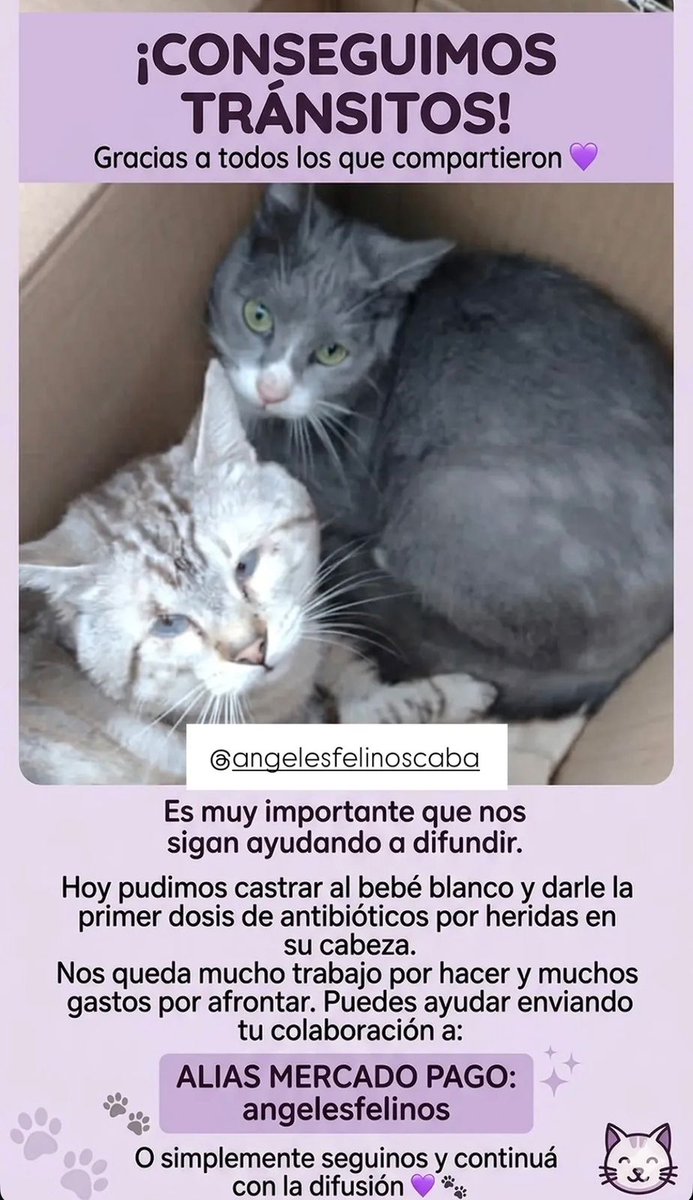 florenciayoung_'s tweet photo. @lulilacerna Por si quieren difundir o ayudar, los estan transitando desde angeles felinos caba!
https://t.co/wCyKbkFwrl https://t.co/jzbRA6cq7F
