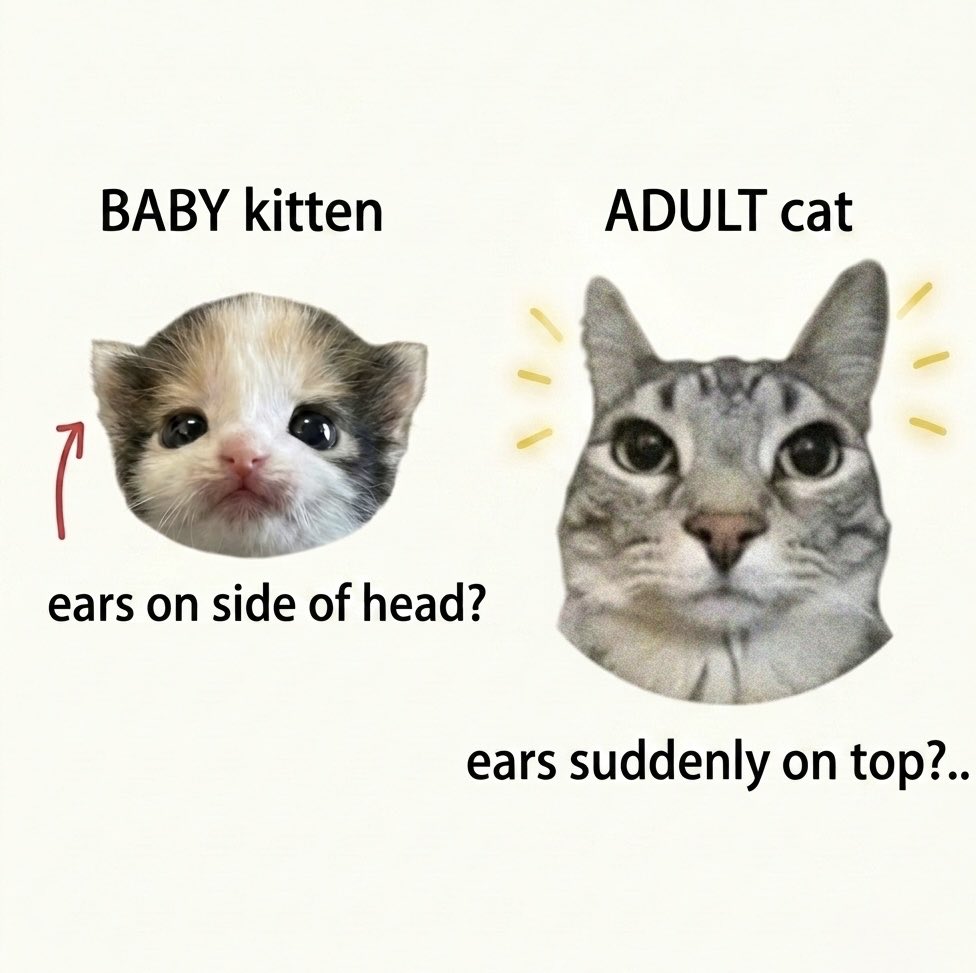 cat memes tweet media