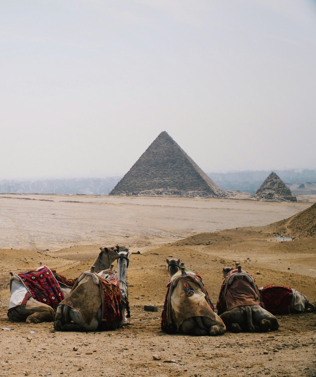 earthcurated's tweet photo. 🇦🇺 🏝️ FUN FACT: Australia has more camels than Egypt most are wild and roam the Outback. https://t.co/zUmSnTQUxU