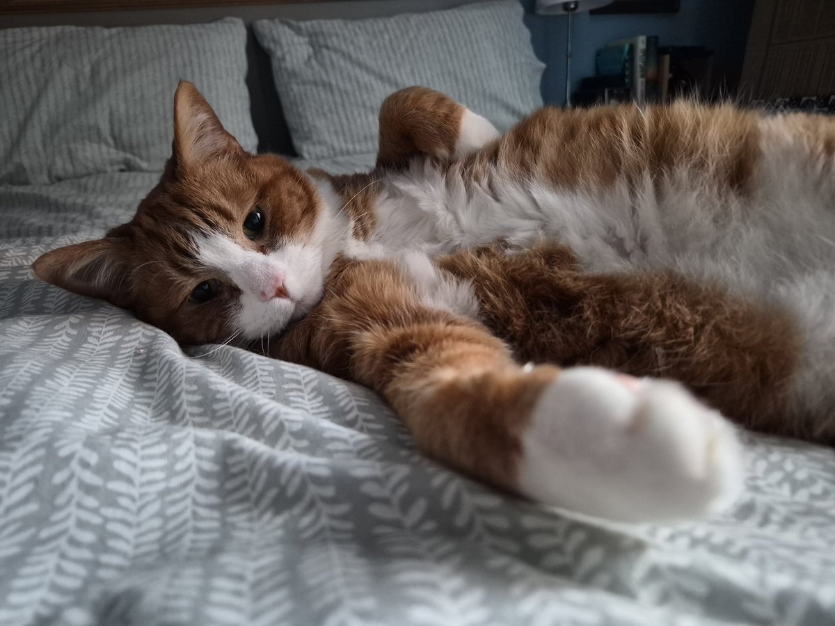 weegiemogs's tweet photo. @ShivaandJaya My early submission for #FrontPawFriday I'm going for a nap now ~ Cosmo https://t.co/WREx9daqbn