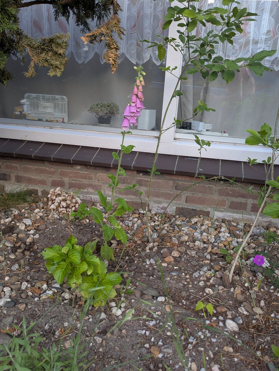 JukeTD's tweet photo. Life's good I now have a garden with 

irl Flume

irl Flume https://t.co/mnVi7vNU7U
