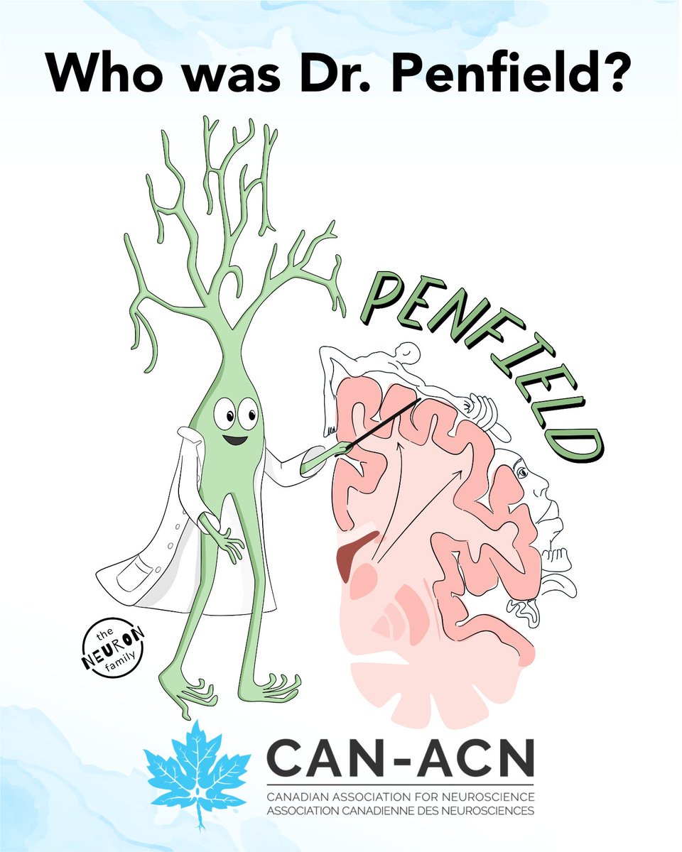 theNeuronFamily's tweet photo. Dr. Wilder Penfield was a Canadian Neurosurgeon 🧠🇨🇦

He specialized in brain surgery for patients with severe epilepsy. Dr. Penfield mapped the function of different regions of the brain and found a map of the body, called the sensory "homunculus"- little man.

@CAN_ACN https://t.co/DZrVDa97DG
