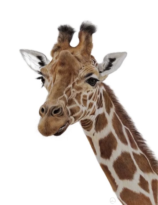 anartthing's tweet photo. The giraffe is finished 🦒✨

Many hours later… here’s the final reveal.

Created with Polychromos, Luminance &amp; Derwent Lightfast pencils on Hahnemühle Nostalgie paper. https://t.co/mL66iwycJN