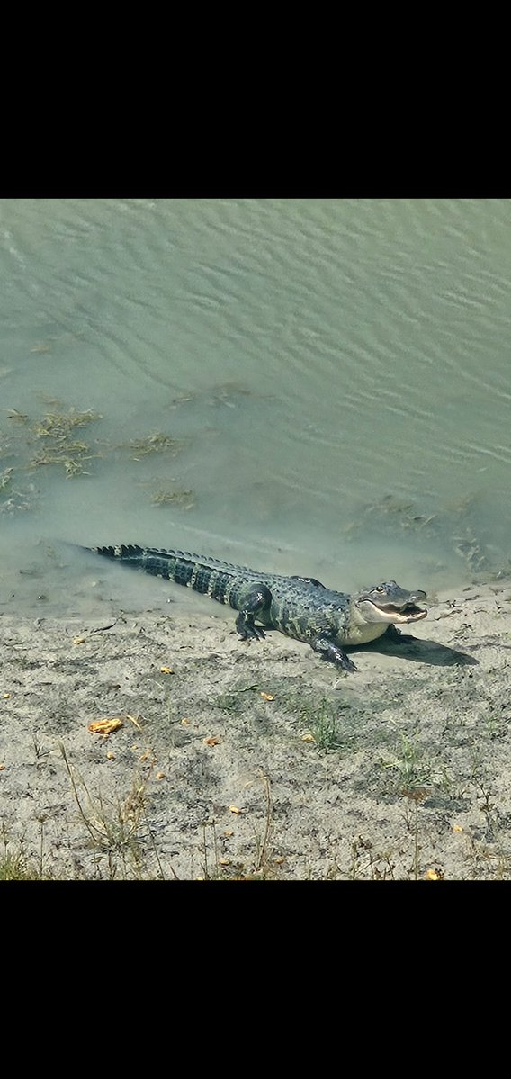 BrunoPresents's tweet photo. Had a visitor out our back door this week. Say hello to Aaron. https://t.co/KWmowmd4n2
