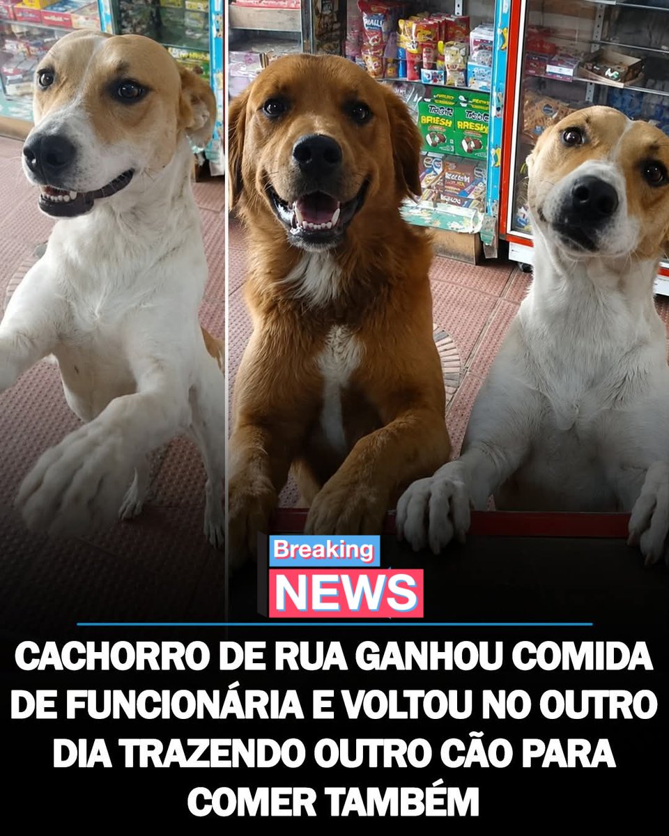 itimaliasof's tweet photo. Em uma loja de doces localizada em Cajicá, na Colômbia, uma funcionária chamada Dulcería Las Cariñetas percebeu uma cachorra de rua faminta parada do lado de fora do estabelecimento.

Com pena do animal, ela saiu da loja, ofereceu comida e carinho, e pouco depois a cachorra foi embora.

No dia seguinte, a mesma cachorra retornou ao local acompanhada de outro cão de rua, como se tivesse levado o amigo até ali para também receber comida.

A situação viralizou nas redes sociais e emocionou milhares de pessoas pela atitude inesperada do animal.