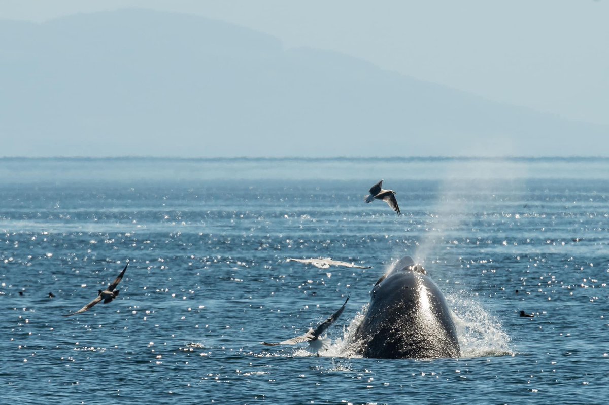 ThePWWA's tweet photo. Just a few days left of Minke May! Minkes are quite fast. We’ll be honest, minke encounters often involve nothing more than a few quick glances at a fleeting fin. If you’re lucky enough to catch them lunge-feeding, however, it’s a real sight! 

📷: Sara Shimazu, @sjiwhalewatch https://t.co/nvafF2RVfb