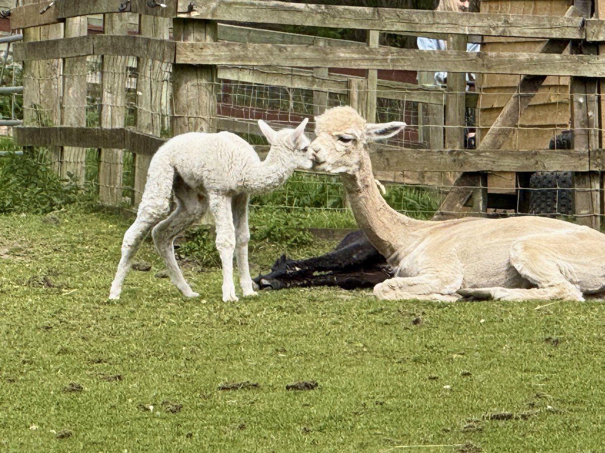 ElleBeePhotos's tweet photo. Pleased to say the baby alpaca I recently photographed soon after its birth is doing well. I was lucky to capture a tender moment between mother and little one yesterday. It almost looks like alpaca kisses! 🦙🥰
#alpacas #babyanimals #NaturePhotogaphy https://t.co/L76wa62C0C