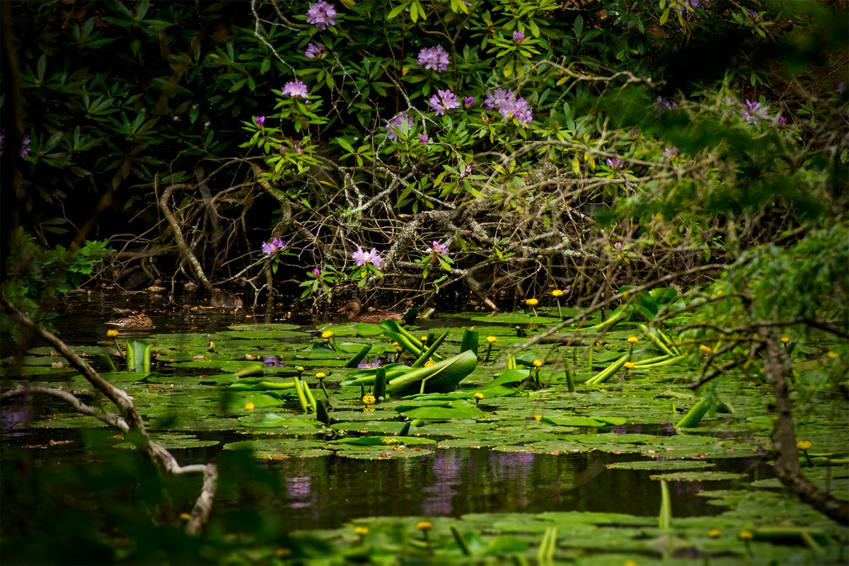 Weekend_Rebel's tweet photo. The water lily's starting to make an appearance... https://t.co/28OFB9GJ4i
