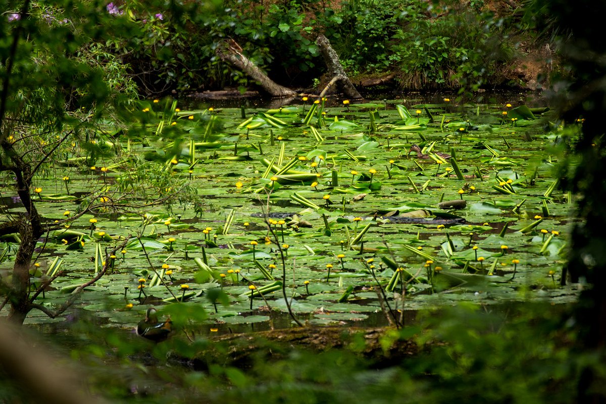 Weekend_Rebel's tweet photo. The water lily's starting to make an appearance... https://t.co/28OFB9GJ4i