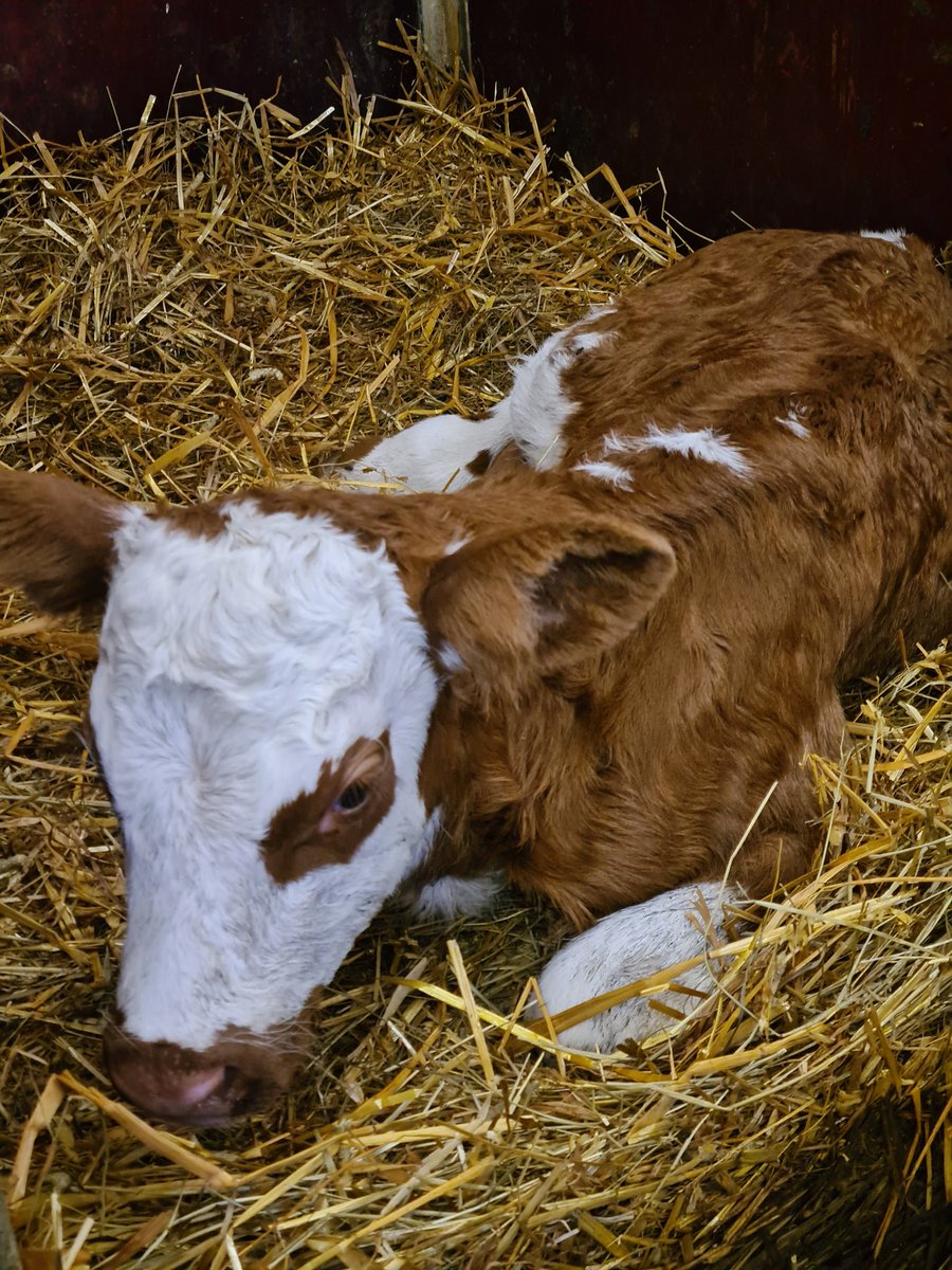 kairinenseija's tweet photo. Yötuuli-hieho poiki tänään. Valkopäinen, kaunis lehmävasikka syntyi. Kun lypsimme hiehon ekaa kertaa robotissa, lauloin hieholle Suvivirren ilmoittamatta etukäteen. Hieho seisoi paikallaan nostamatta kertaakaan jalkaa. Traumoista en tiedä, mutta korvauksiin on rahat varattu. https://t.co/CnFD0j4yKT