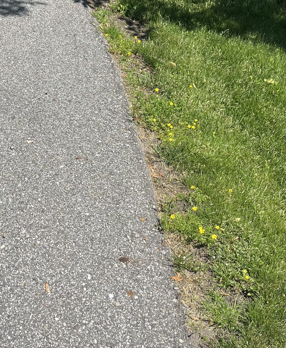 swordsoffour's tweet photo. walk 2day 🌸 https://t.co/91LRwU6OJV