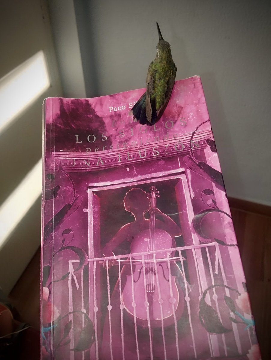 Paco_SilvaRob's tweet photo. Se cuenta que cuando un colibrí te visita, es porque trae un buen mensaje de algún ser querido.✨
Agradezco esta fotografía y que me haya compartido este momento a Marisol Belmontes 🙌🏼
Este colibrí estuvo persiguiendo una ilusión y la alcanzó…💫 https://t.co/sD9Hso6Ajm