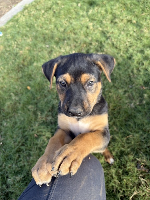 SH2F088's tweet photo. After having put down both dogs recently, and with the cougar issue (see old pinned tweet in replies of current pinned tweet)

My wife has been wanting dogs to keep critters away.  We lost 2 more chickens to a bobcat after our dogs were gone - down to a tortoise and a cat

Except for the foster puppies 🙄

"They're only temporary, we give them back*

So, we currently have mom and 11 puppies.  Oh the drama!  Prob keeping mom (Juneau) and "Rocky," ** the most rotweiller looking pup 

Prob 3 dads - here's my breakdown of the 11 pups:

Heiffer - white with black spots; runt
Spot - white with one big spot, next door neighbor plans to adopt & call her Grace
Rocky - my keeper, Rott dad (see pics)
Rocky Lite - Rott with white on paws and chest
Guido - Big tan, largest & fan fav (#2 keeps having me take pics with him)
3 "otters" ^^ - Guido-like with various lite levels of brindle
Midnight - darkest brindle
2 "brindles"  - 2 others besides Midnight

^^ As tiny pups the otters had more brindle than they do now, hence my nickname

** Our dogs have been named for US mountain ranges.  First dog was Sierra, then Nevada and Apple.  Rocky's name has been waiting for him.  Others were all female.  Nevada means snowy in Spanish and she was a very dark German Shepard mix (more black than snowy😂)

[The pics have text for who's who]