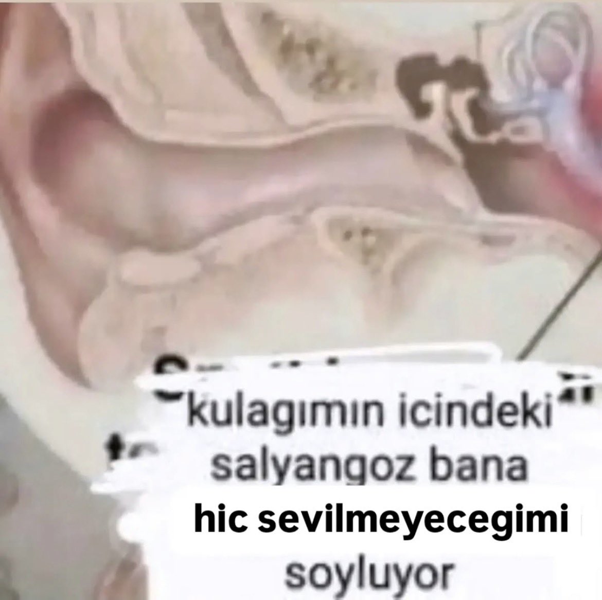 marsupilamikk's tweet photo. bugünki gördüğüm en komik post buydu ii geceler https://t.co/FCQwfdtJqr