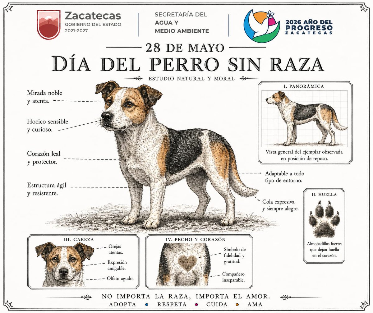 SAMA_Zac's tweet photo. Hoy es el #DíaMundialDelPerroSinRaza se instauró este 28 de mayo para visibilizar, respetar y amar a los perros mestizos o criollos, fomentar su adopción y concientizar sobre el abandono, hay decenas de ellos que necesitan un hogar. https://t.co/el70Ct6VzI