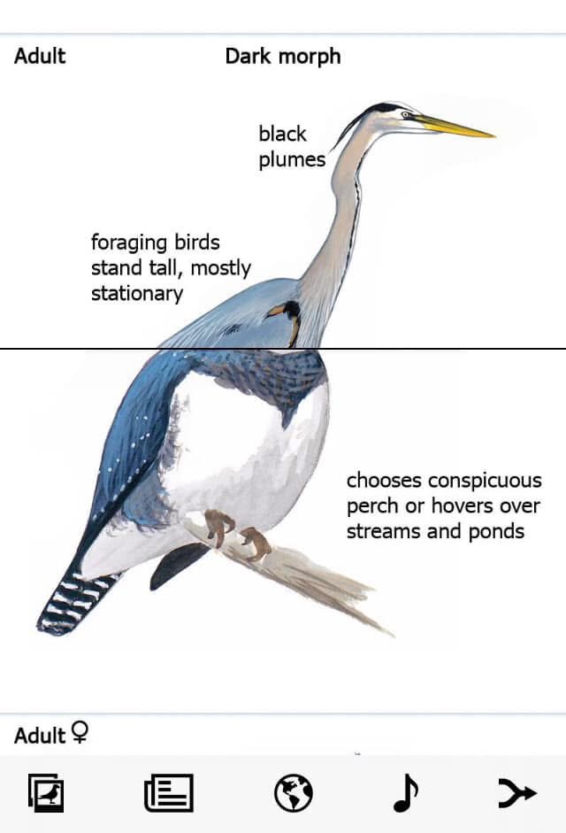 guttenbirder22's tweet photo. https://t.co/Ub7t800aOI