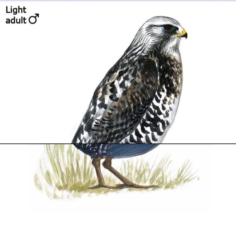 guttenbirder22's tweet photo. https://t.co/jvxy7FrE4u