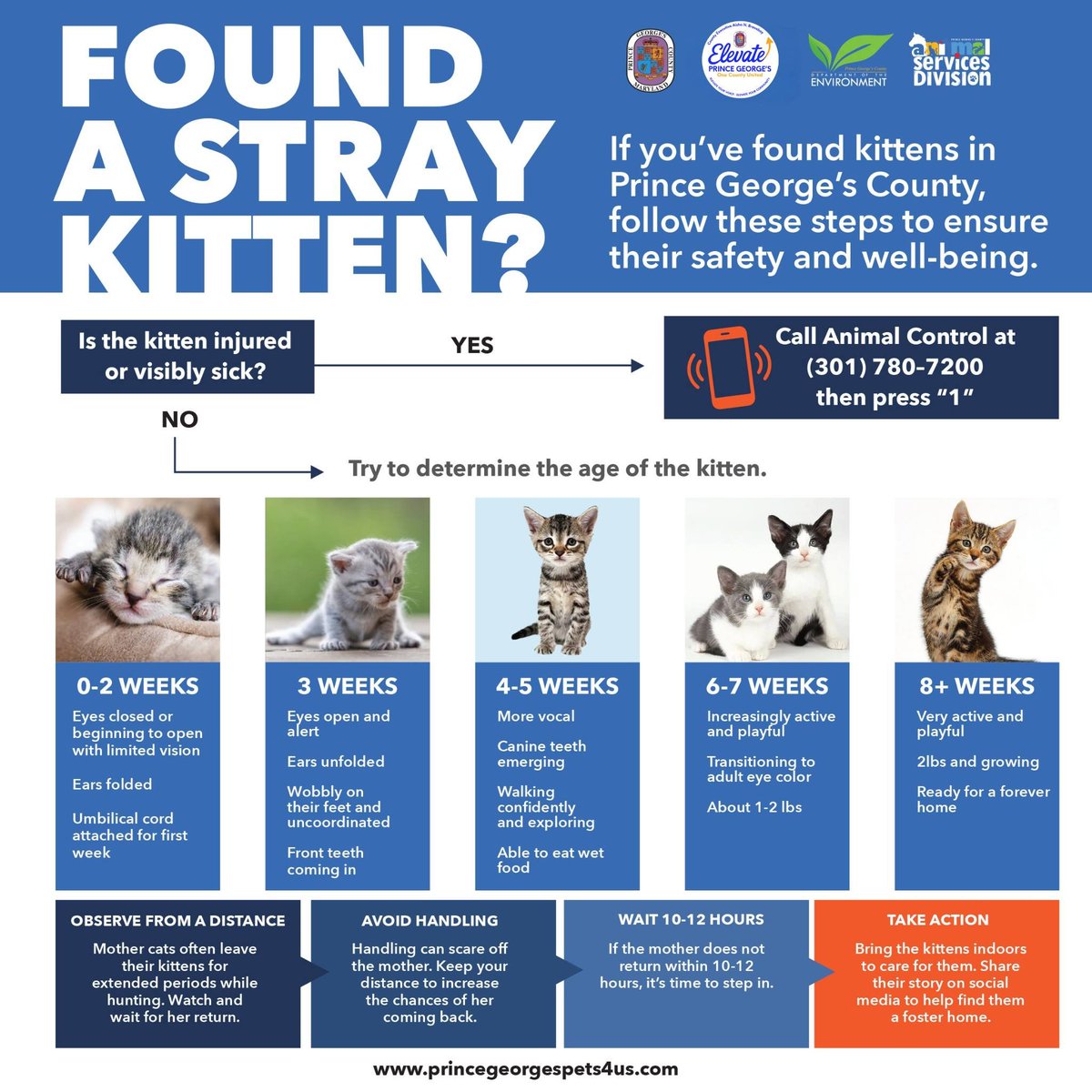 PGCSprout's tweet photo. 🐾🐱 Found a stray kitten? Keep them safe 💚

✅ Injured/sick? Call Animal Control: (301) 780-7200, press 1
✅ Observe from a distance
✅ Don’t handle them
✅ Wait 10–12 hrs—mom may return

🌐 https://t.co/tTCjg1fTbh #AdoptDontShop #ElevatePrinceGeorges https://t.co/Xkw5yHuP4A