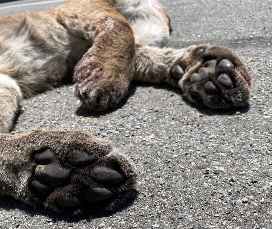 bethpratt's tweet photo. Some tragic mountain lion news—and some hope.

Every mountain lion, every wild animal that we lose on the roads is heartbreaking to me. This is why I am so dedicated to building wildlife crossings, to avoid these senseless deaths.
 
Sadly, two mountain lions were killed recently on roadways within two days of one another in the long-term National Park Service study area.  As reported by the biologists, a young female kitten, thought to be just under a year-old, was struck by a vehicle on Mullholland Drive, east of the 405 Freeway. We don’t know much about her, but once the biologists receive genetic testing results back, we can potentially learn who her relatives are and where she journeyed from. Although she came to a tragic end, this young cat left her mark as she was one of only few lions that the National Park Service in the last two decades have documented east of the 405 in the Hollywood Hills.
 
Two days before this female’s death, a male kitten, aged approximately six months, died from a vehicle strike on Las Virgenes Road between Mulholland and Lost Hills Road. These deaths, and the 56 other cats who the biologists have documented that have died from vehicle strikes in the Santa Monica Mountains, Simi Hills, and Santa Susana Mountains since the NPS study began, underscore the urgent need for wildlife crossings and improving connectivity.
 
And with the Wallis Annenberg Wildlife Crossing approaching its opening date on December 2, animals will soon have safe passage over the region’s biggest barrier to connectivity. Some of the first mountain lions to use the crossing might be kittens P-135, P-136 and P-137, who National Park Service scientists recently tagged at a den site in the Santa Susanna Mountains in mid-May. They are the third known litter to the long-time female in the area, P-48.
 
It’s exciting to contemplate that these kittens, two females and a male, might be pioneers-- the first cougars to use the Wallis Annenberg Wildlife Crossing to safely travel from the north into the Santa Monica Mountains.

Photos: National Park Service