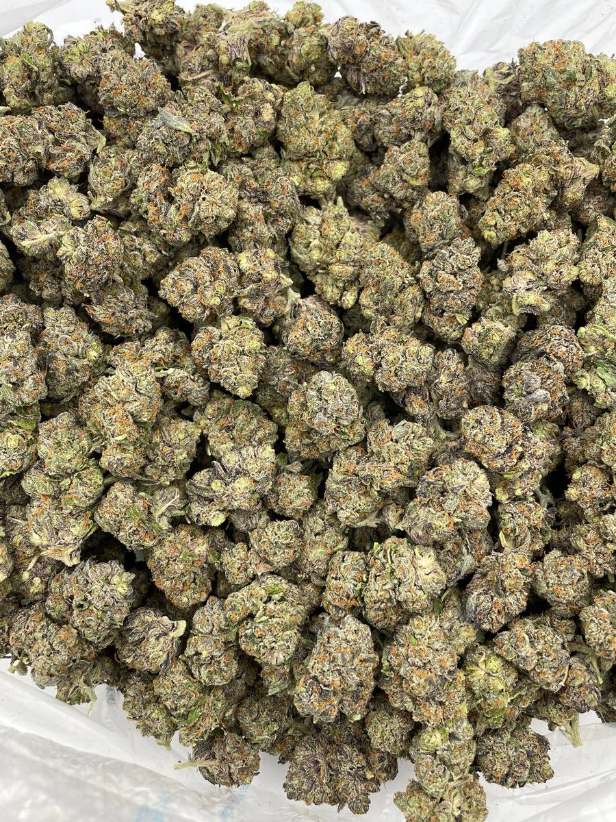 centralplug420's tweet photo. Coco Puffs mixed lights ⛽ Super colorful bag with purple frosty nugs with orange hairs. Unique gassy nose that smells like a mix of Bacio gelato and jokers Candy 🔥Tap IN📱https://t.co/Ps5tUDTB7u

#satx #satxnsfw #dmvfreaks #pgfreaks #atl #atlza https://t.co/vRnYmiKjUO