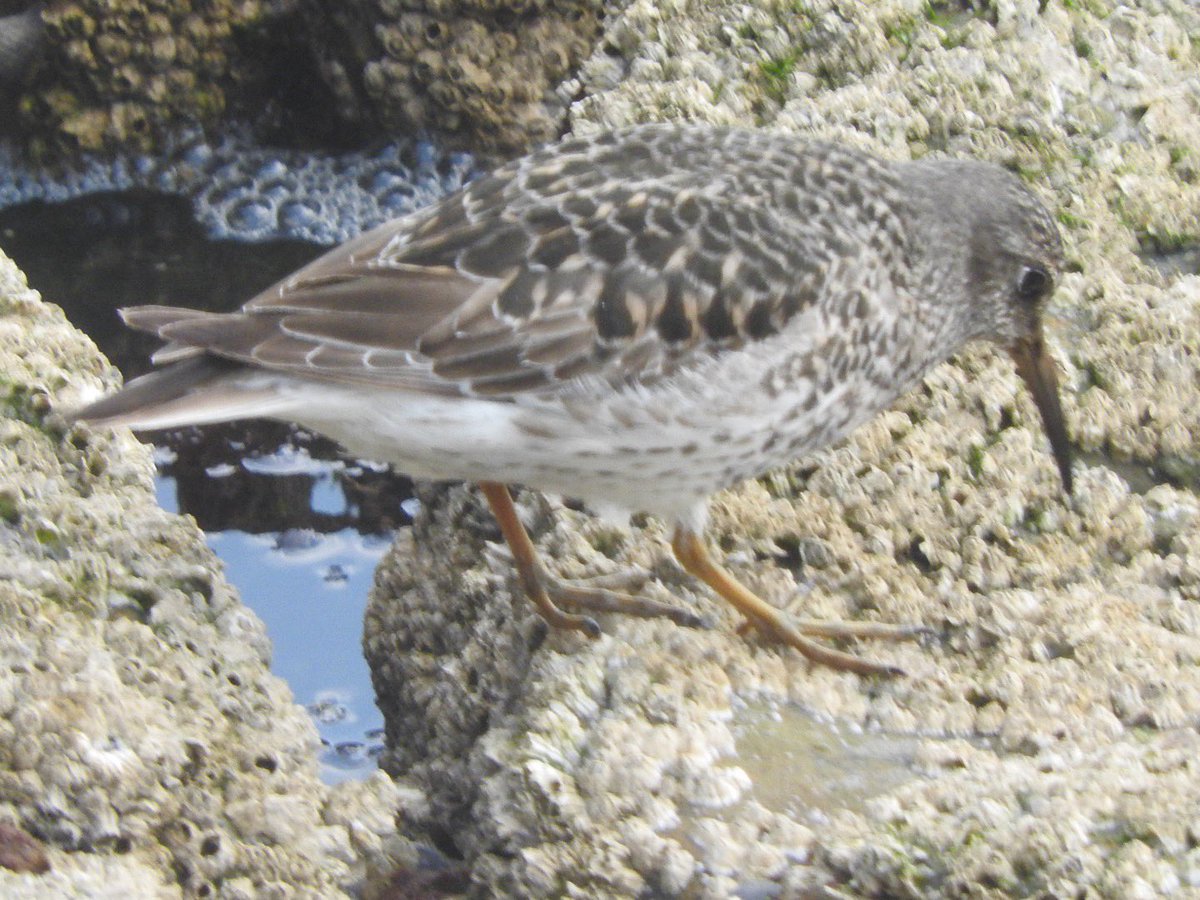 darth_feathers's tweet photo. Hard to find this time round with very high tides covering their favourite places, but as tide subsided a little, a pair was found in one spot and this one in another #purrple #favouritewader #bridharbour https://t.co/59ljyiySBL