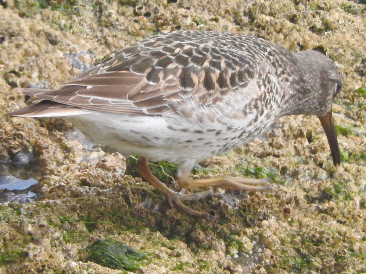 darth_feathers's tweet photo. Hard to find this time round with very high tides covering their favourite places, but as tide subsided a little, a pair was found in one spot and this one in another #purrple #favouritewader #bridharbour https://t.co/59ljyiySBL