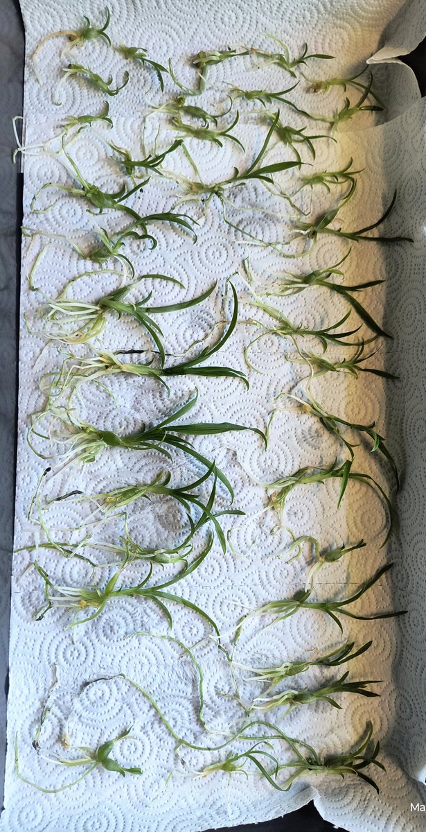 wolf71758's tweet photo. Deflasked the first set of Catasetum seedlings; keeping the largest. Several already have a significant start on a second pseudobulb.

(Diana's Dots 'Yosemite Sam' FCC/AOS x Joseito's Backlit Phoenix 'SVO' AM/AOS) https://t.co/CR7i6CcJCm
