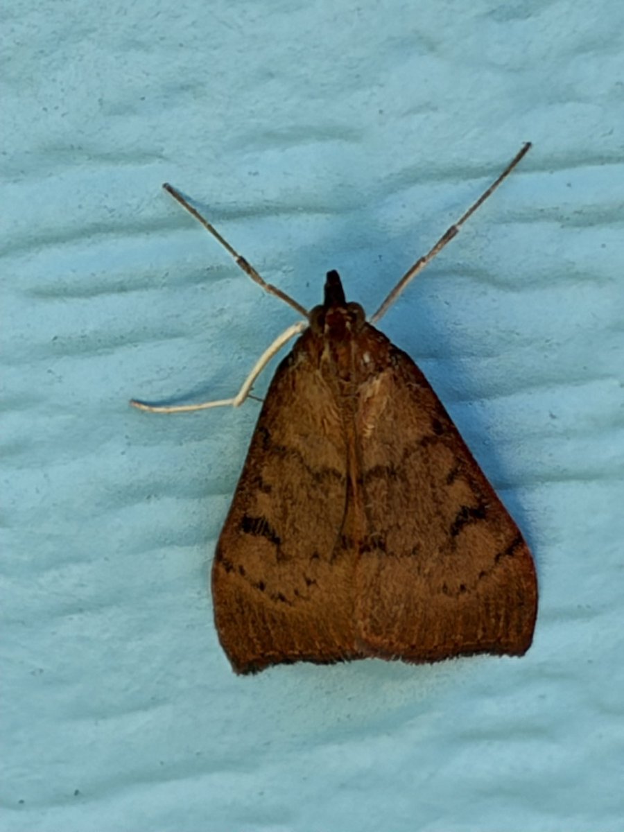 Mermaiden22's tweet photo. Genista Broom Moth hanging at the house today #Glimmers https://t.co/Z7AdMXYsh6