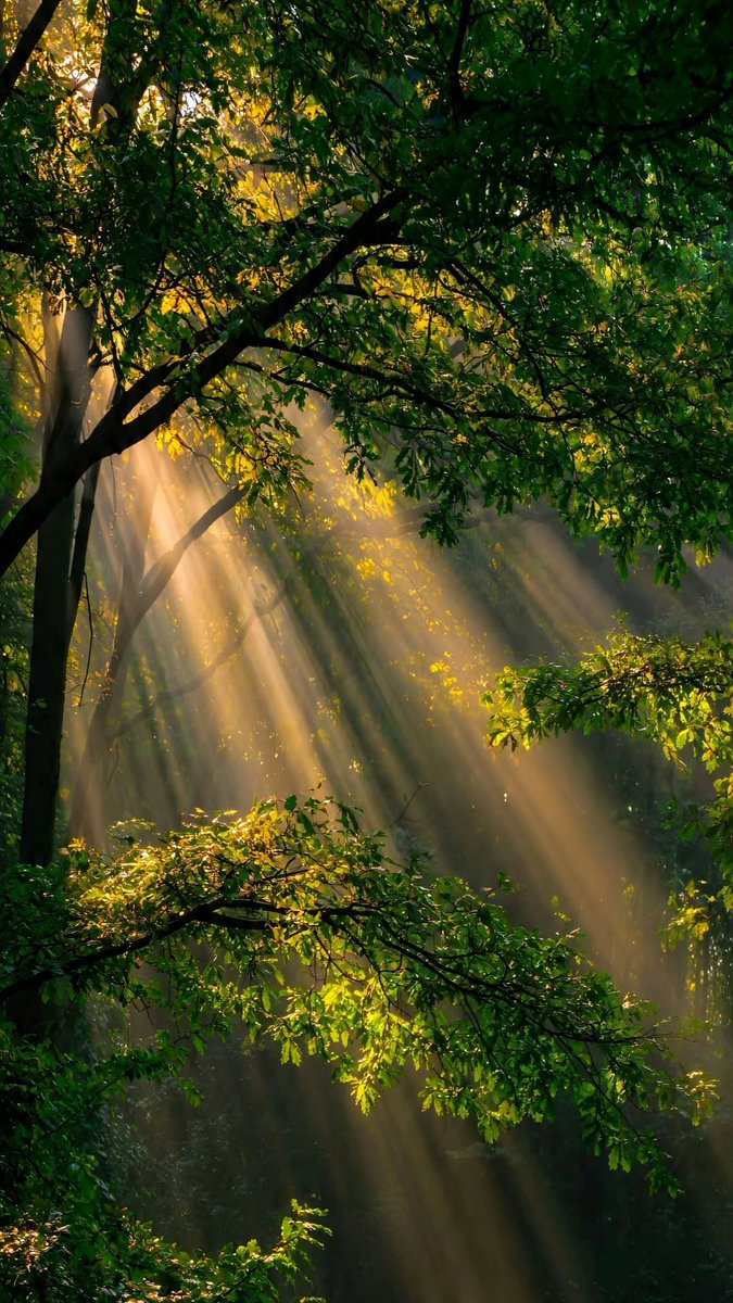 purelivn's tweet photo. morning light https://t.co/2tKKwYQkRT