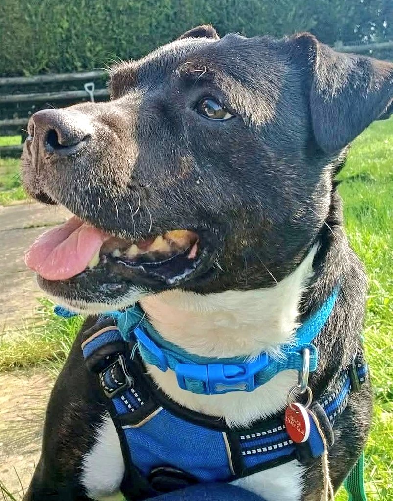 SeniorStaffy's tweet photo. We really can't understand why our sweet little fella Trevor is still waiting on an offer of a foster or furever home 🏠 
This smashing boy has come so far since he first arrived at SSC ❤️
Click here for more information 👇👇👇 
https://t.co/Az8IH0Pk4H
#TeamZay #adoptdontshop https://t.co/ABaDdhUusF