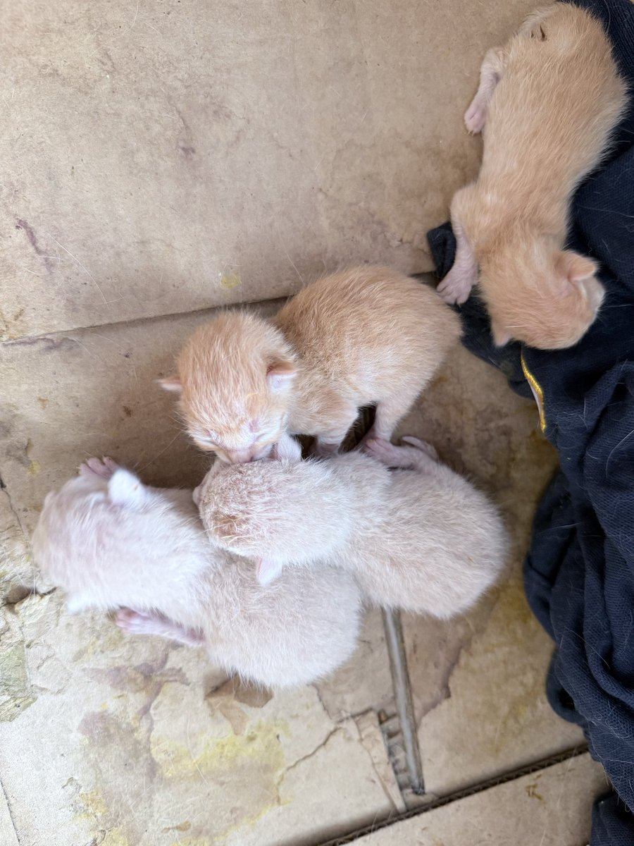 fri_avila's tweet photo. Amigos de X, ayer esta gatita tuvo a sus bebés en mi porche, no pude dejarla y la metí a mi casa. Hoy vinimos a revisarla y al parecer sigue con bebés en la pancita (ya entro a cirugía) pero no puedo hacerme cargo de los costos del veterinario (aunque nos hicieron descuentos)+ https://t.co/zz9sETqC5i