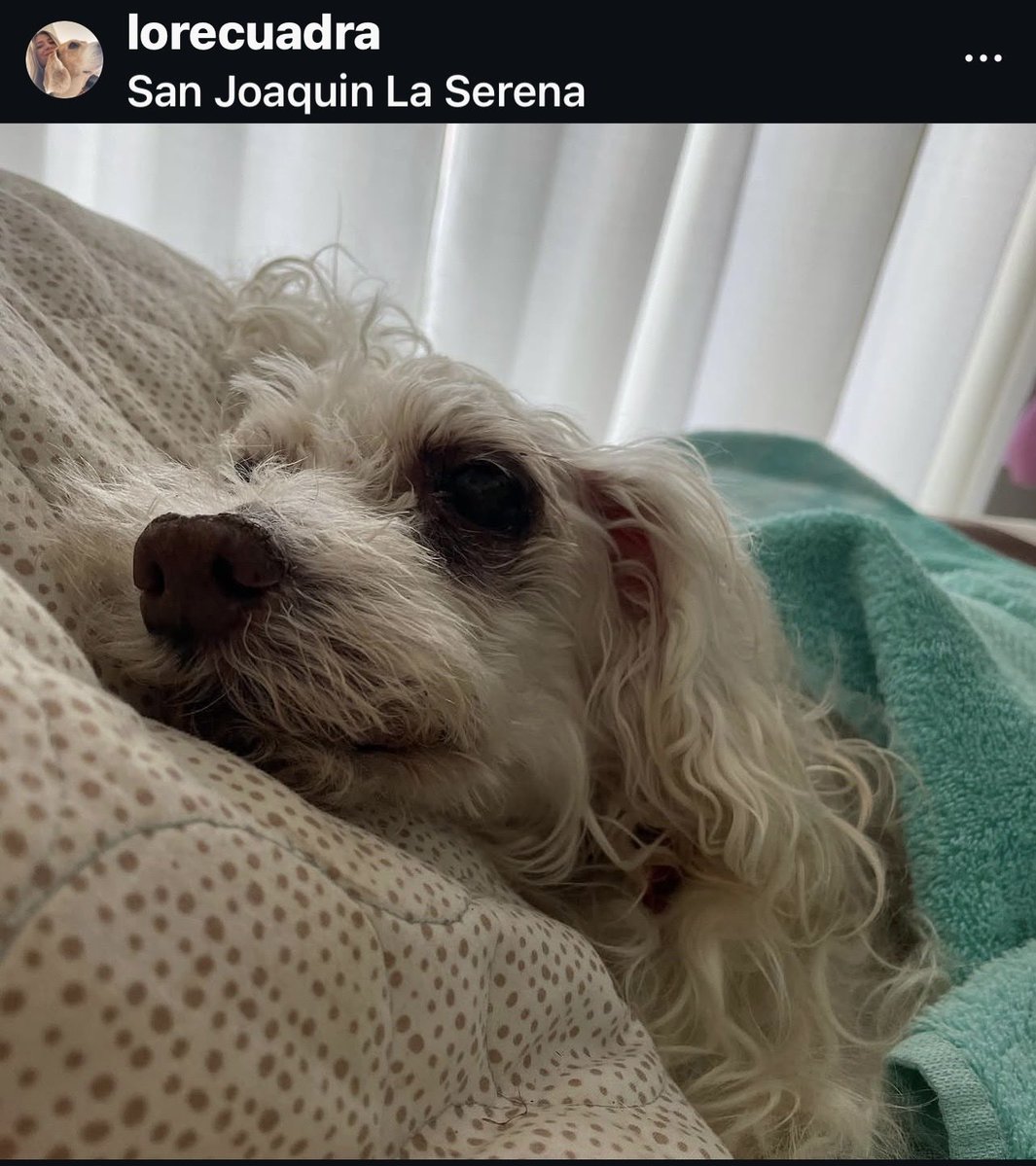 La EX Serena Williams tweet media