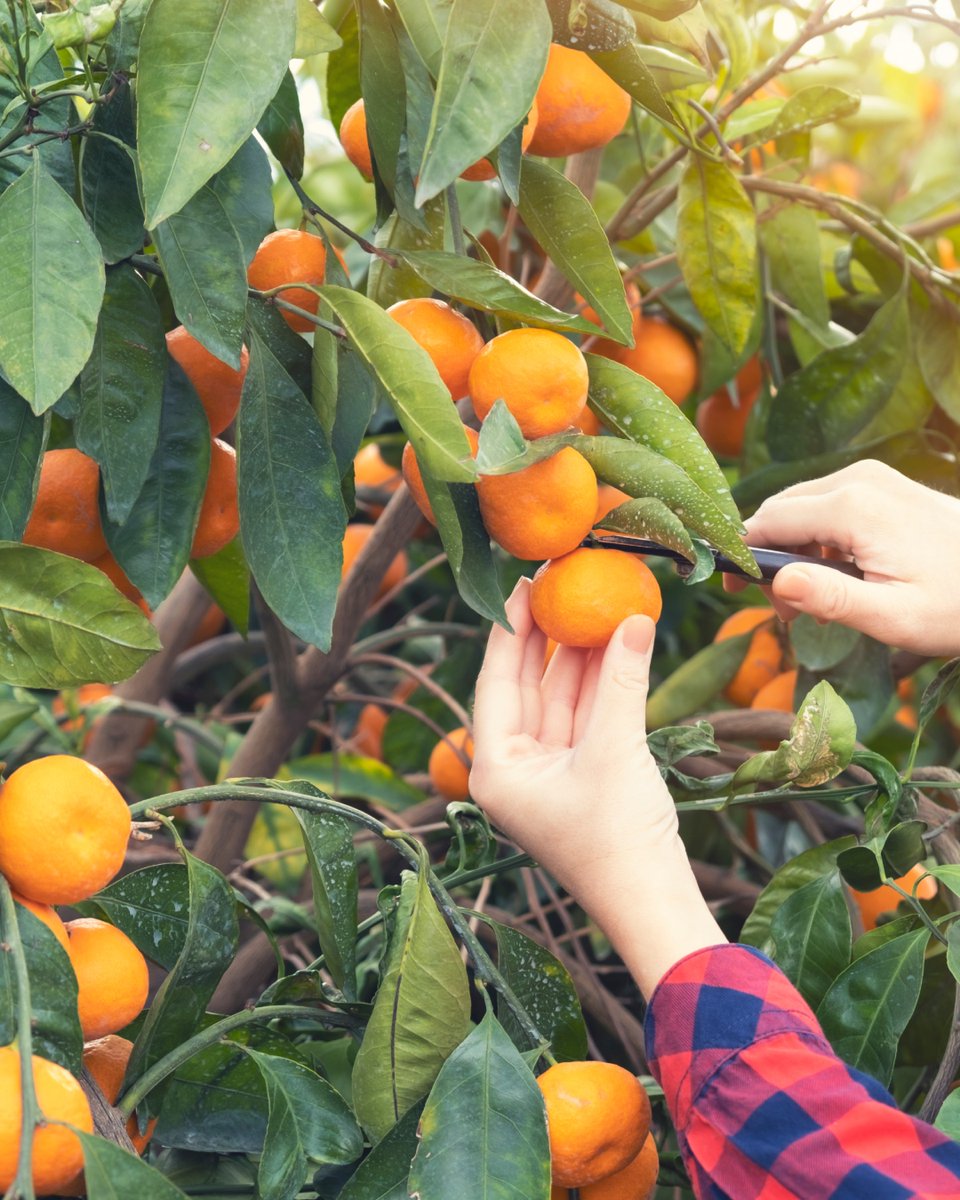 MenloLibrary's tweet photo. Join us online June 3 to get some tips for citrus tree success! Master Gardeners Lisa Putnam and Kathleen Putnam will lead our Garden Talk, teaching which citrus trees will thrive in our area, how &amp; where to plant them, and common problems &amp; diseases. https://t.co/KuL0gSCxCT https://t.co/9JaSHTgp44