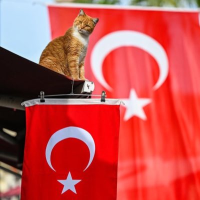BekogluAzize's tweet photo. #YeniProfilResmi https://t.co/W5pKKvpRda