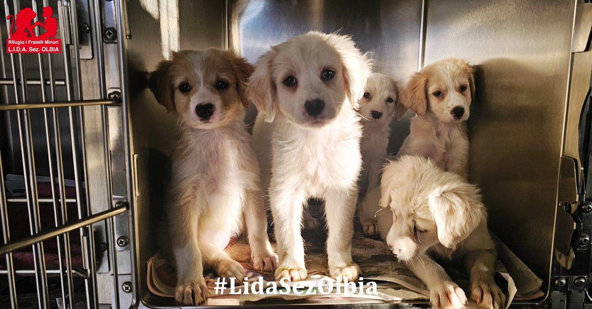 Lida sez. Olbia ODV tweet media