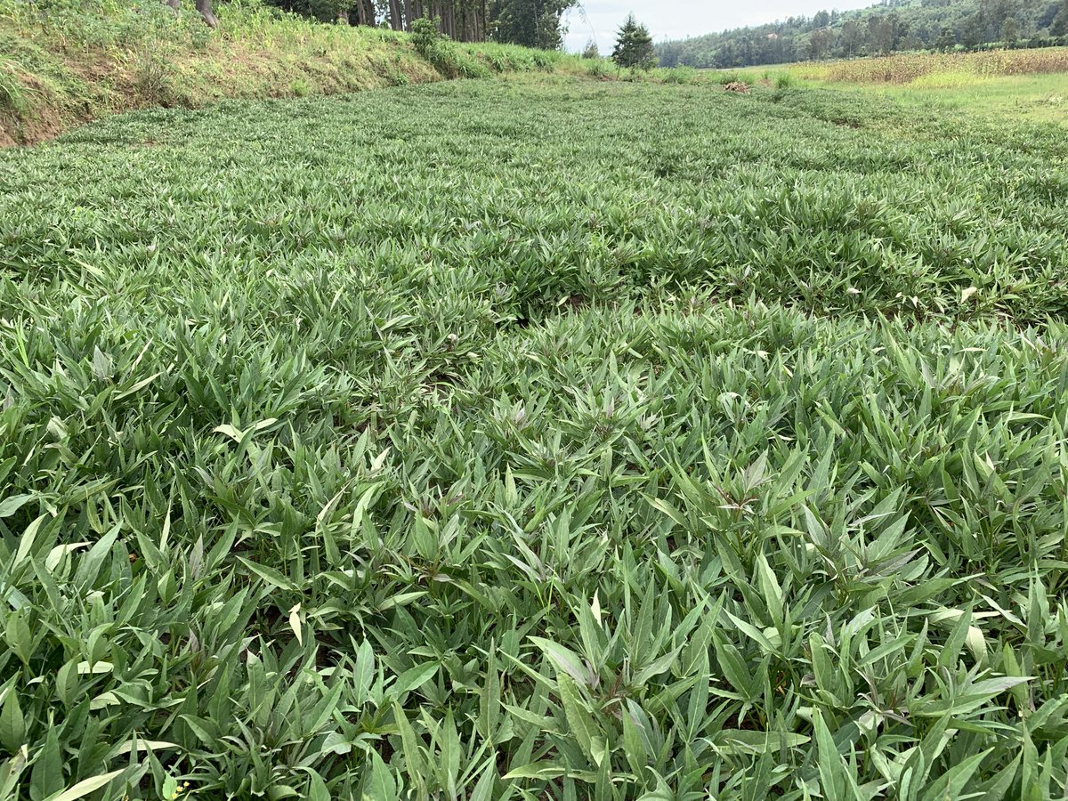 njclaude5's tweet photo. 'A Decade of Lasting OFSP Impact'
For more than a decade, the impact of OFSP innovations continues to shine through the dedication of farming communities. Mrs. Drocella Yankurije, a seed multiplier in Muhanga District, is a living example.  #OFSP #SeedSystems #FoodSecurity https://t.co/t6gOXmpojG