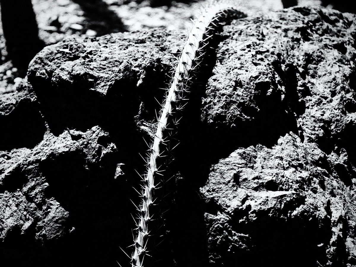Avantologist's tweet photo. resting
#desert #arizona #cactus #bnw #nature https://t.co/H79qk2lfFE