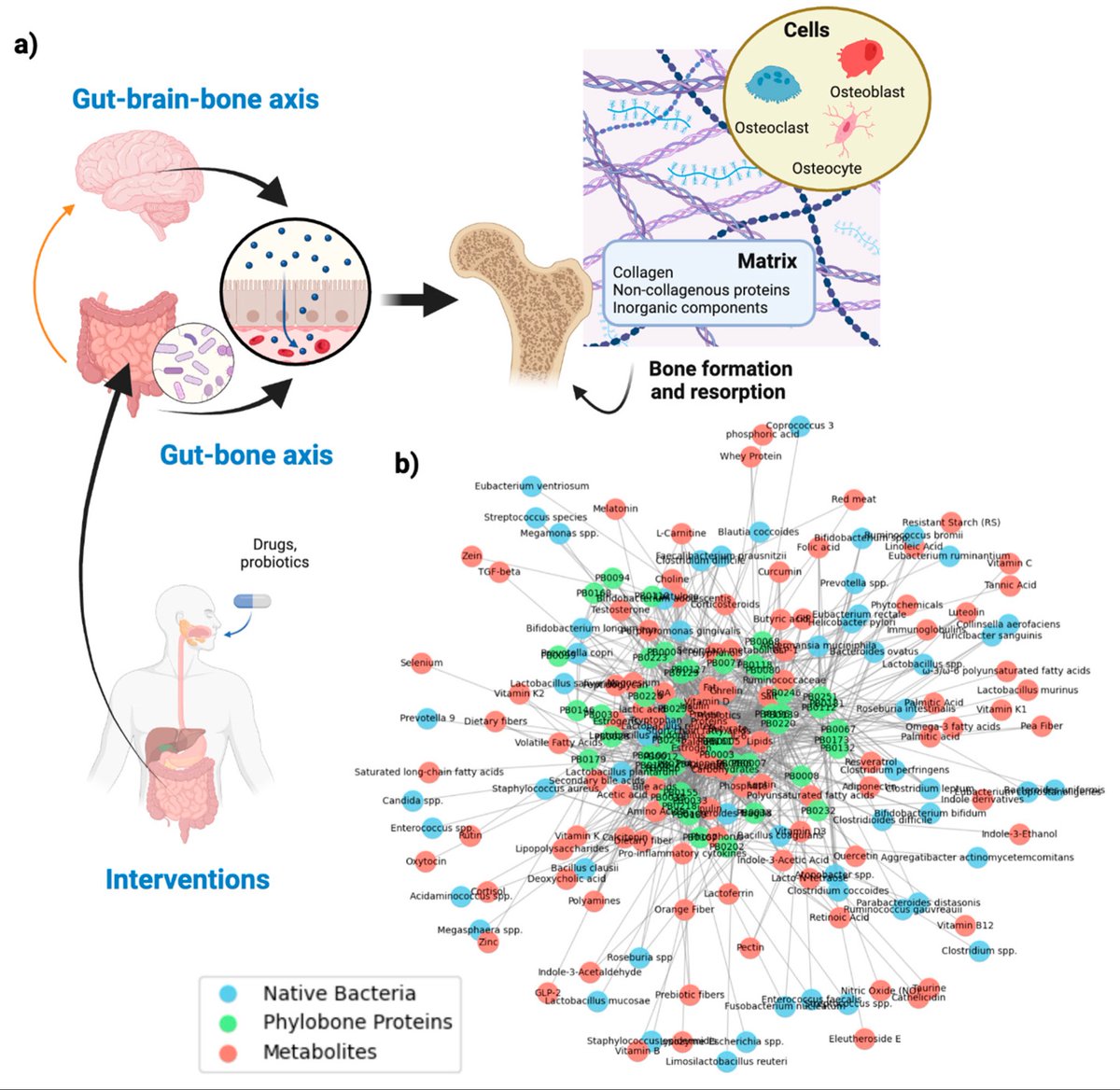 phylobone's tweet photo. New systematic review article of the Phylobone project! 🦴🧫 Here we explore how the gut-bone axis influences bone health and osteoporosis risk through metabolites, pathways, and beneficial microbes.
https://t.co/Jq8pHKVcld https://t.co/PWF7epFWoE