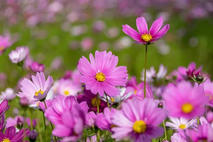 Castorice13's tweet photo. @phaiphainon Lord Phainon, you remind me of a Pink Cosmos. They symbolize harmony, resilience, and gentle joy, blooming beautifully even in difficult conditions. Their soft pink petals remind me of the warmth and hope you carry. https://t.co/d6eo1AqZyy
