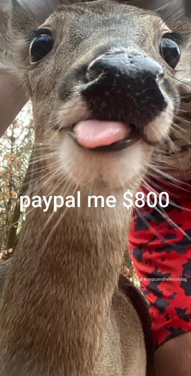 (CHECK PINNED) Deer in Places they Shouldn't Be tweet media