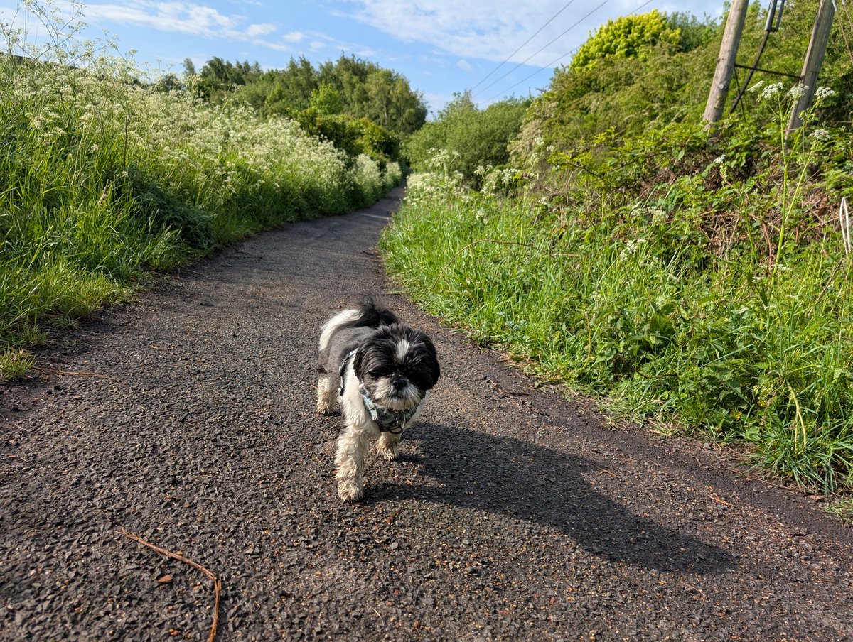 salixweeps's tweet photo. Weather's been nice. Shame my in-law (wife's older sister) is a scrote &amp; leaves rubbish everywhere (end up cleaning after the bitch) &amp; has recently admitted to not flushing the toilet so she doesn't have to wash her hands... A 28 year old woman. Holy shit. https://t.co/krp1RD7cvh